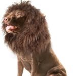Dog Halloween Costumes 